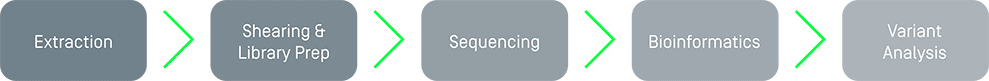 Diagram showing the five-step Belay Ascent workflow in sequence: Extraction, Shearing and Library Prep, Sequencing, Bioinformatics, and Variant Analysis